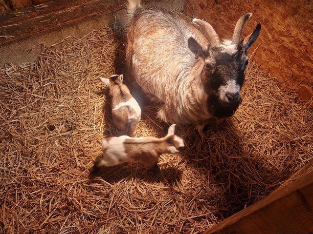 Preview of the first image of Pygmy goat familyfor sale.