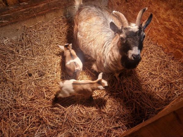 Image 1 of Pygmy goat familyfor sale
