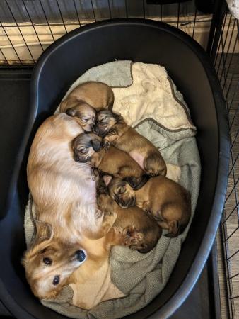 Image 4 of Beautiful cream long haired miniature dachshund puppys