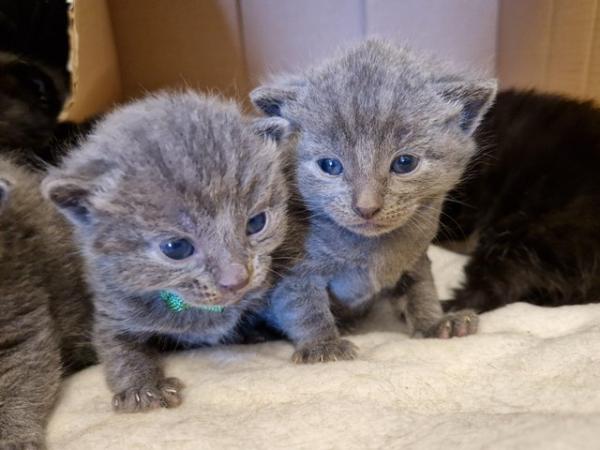 Image 13 of Russian blue Cross kittens