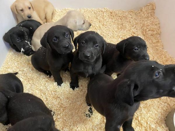 Image 3 of Black & Golden Labrador puppies