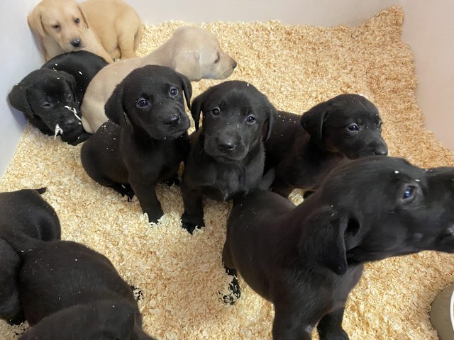 Preview of the first image of Black & Golden Labrador puppies.