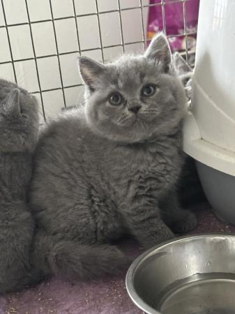 Image 7 of Pure British shorthair blue kittens , ready now
