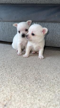 Image 4 of Pomchi puppies 1 girl 3 boys! Ready 26th