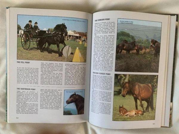 Image 3 of ILLUSTRATED GUIDE TO HORSES AND PONIES - BOOK
