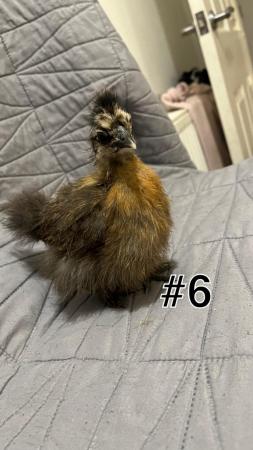 Image 3 of Variety of silkies chickens and crosses