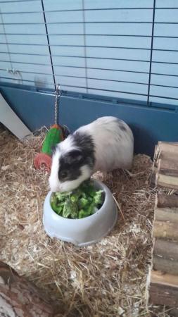 Image 7 of Two Male guinea pigs 1 and a half years old for sale
