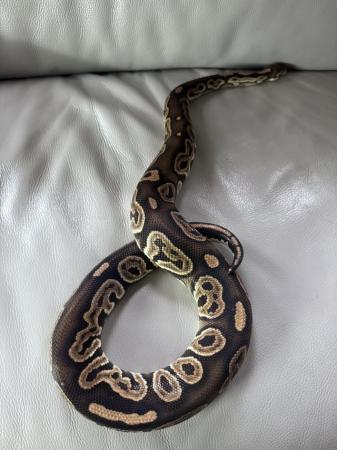 Image 6 of ball pythons male and female