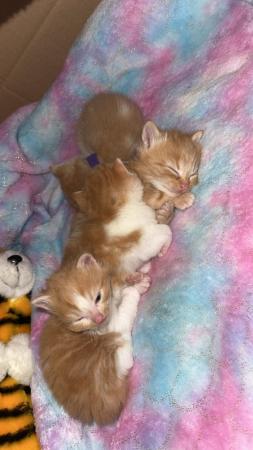Image 4 of Ginger and white kittens