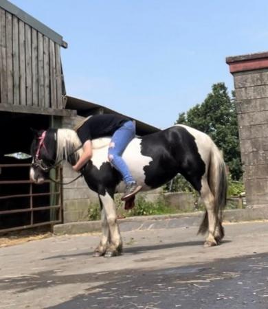 Image 20 of 13hh LightlyBacked Cob Mare Riding Pony/Ride & Drive Project