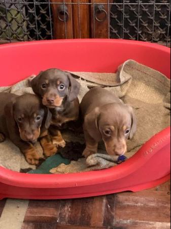 Image 4 of Miniature dachshund puppies