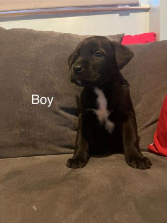 Image 3 of Cross breed puppies for sale