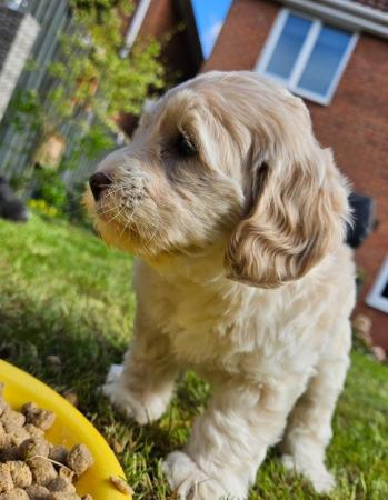 Image 28 of Stunning Cockapoo Puppy (F) READY for her forever home NOW!