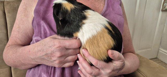 Image 4 of 2 x Male Guinea Pigs (brothers)