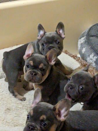 Image 2 of Stunning healthy KC 5 gen frenchie pups (3 males left)