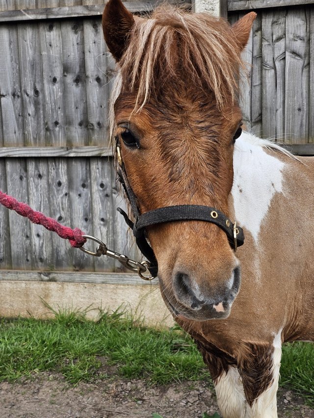 Preview of the first image of Shetland pony registered miniature shetland pony.