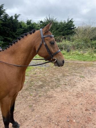 Image 2 of 13h Welsh B gelding pony
