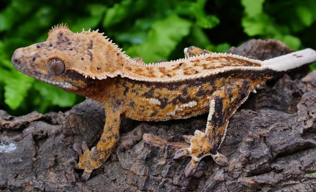 Preview of the first image of Extreme harlequin male crested gecko.