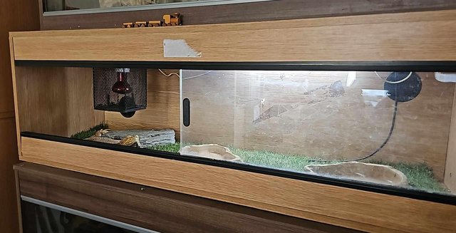 Image 5 of Female adult bearded dragon with full set up