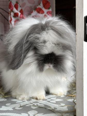 Image 1 of Beautiful Double Mane Lion Lop for sale