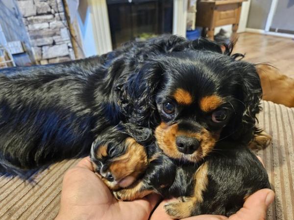 Image 11 of Cavalier King Charles Puppies for sale