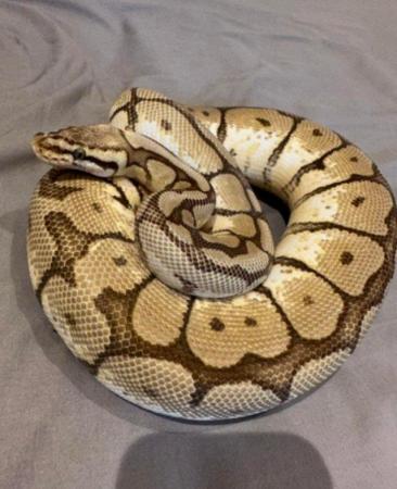 Image 8 of Low price ALL MUST GO Whole collection of ball pythons (8)