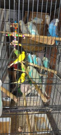 Image 4 of Budgies for sale very nice colour healthy and active birds B