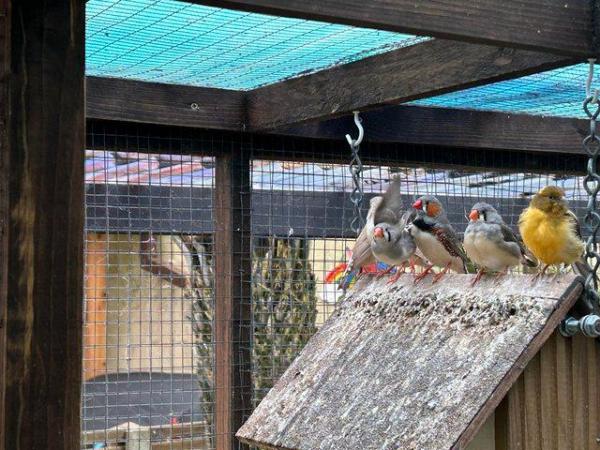 Image 6 of Zebra Finches and Java finches