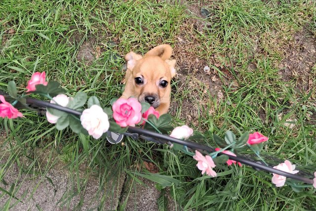 Image 18 of Sweet playful chihuahua puppy Manchester