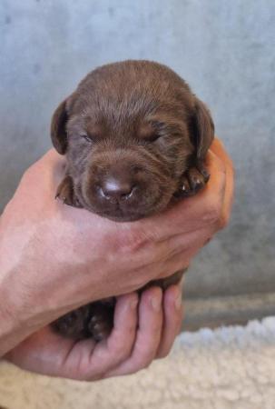 Image 11 of KC Chocolate Labrador puppies Ready October