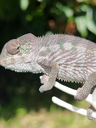 Image 8 of Boraha panther chameleon for sale