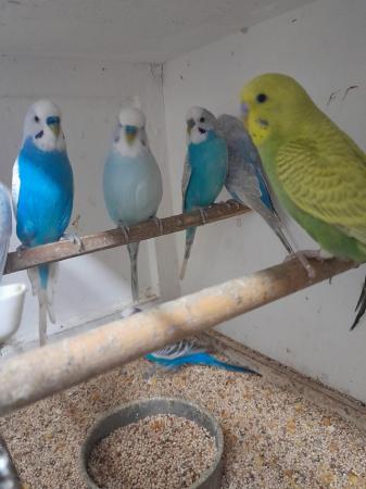 Image 4 of Baby and Adult budgies for sale