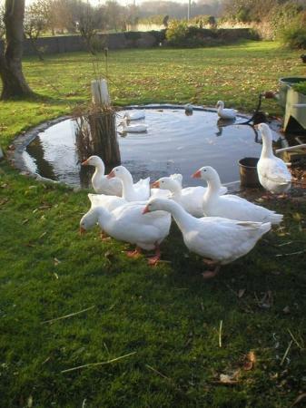 Image 2 of Embden Goose Geese Goslings