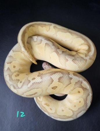 Image 8 of Royal Pythons for sale - Various