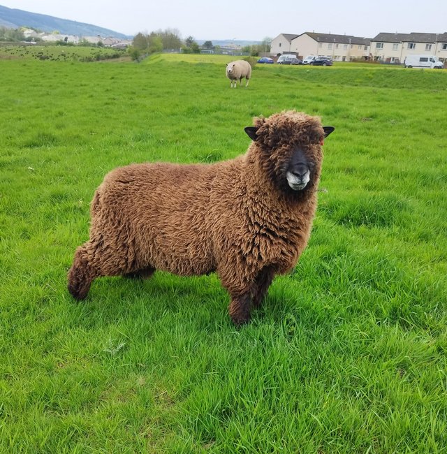 Preview of the first image of Coloured ryeland tup 2023 High wreah Dominic.