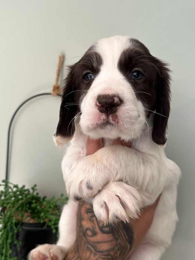 Preview of the first image of Clumber spaniel x English springer spaniel.