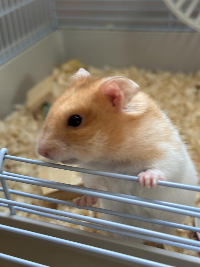 Preview of the first image of Syrian Hamster with cage and accessories.