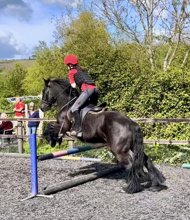 Preview of the first image of 14hh, 13 year old black cob gelding..