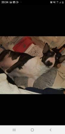 Image 2 of 3 year old English bull terrier