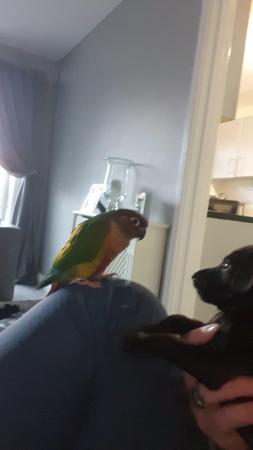 Image 1 of CONURE FOR SALE 200 nearest offer