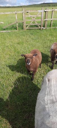Image 3 of Coloured Ryeland ewe Lambs for sale