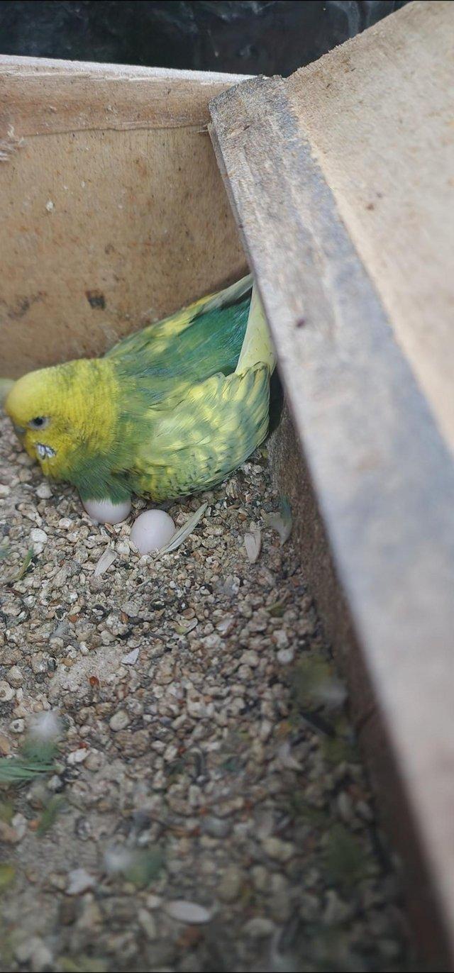 Preview of the first image of Breeding female budgie very nice.