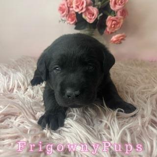 Image 7 of Top Quality Classic Black Labrador Puppies