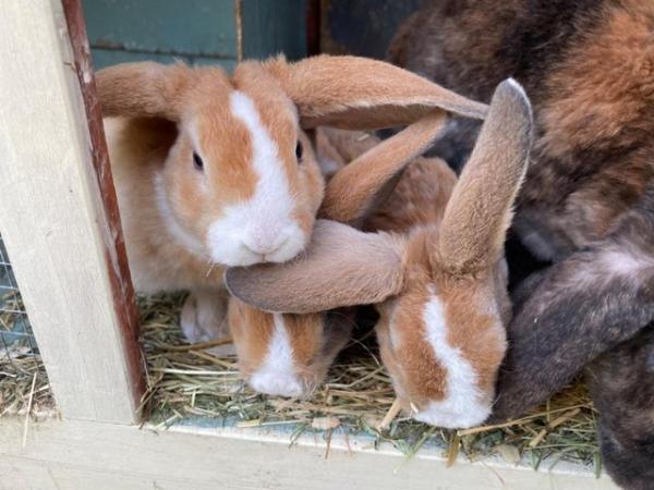 Image 2 of Adorable and friendly Mini Plush Lop Babies