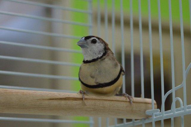 Image 4 of Various Finches for sale at Animaltastic