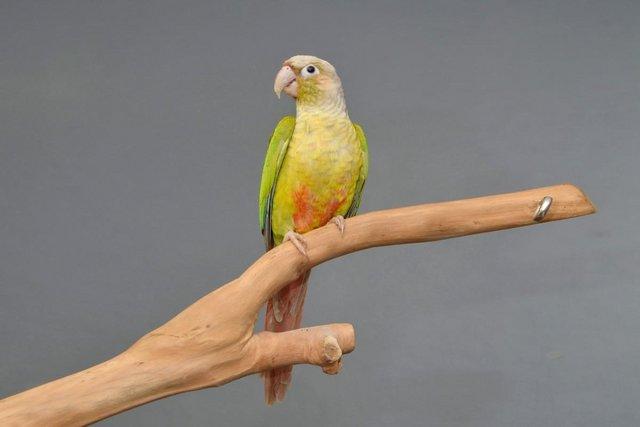 Image 2 of Baby pineapple Conure for sale,19