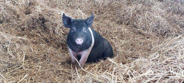 Image 1 of 1 lovely weaner available.