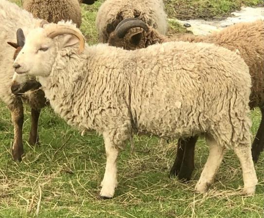 Image 2 of 6 Shetland Sheep Rams. £200 FOR THE LOT