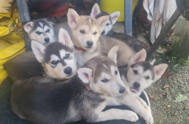 Image 2 of Husky malamute puppies looking for loving home