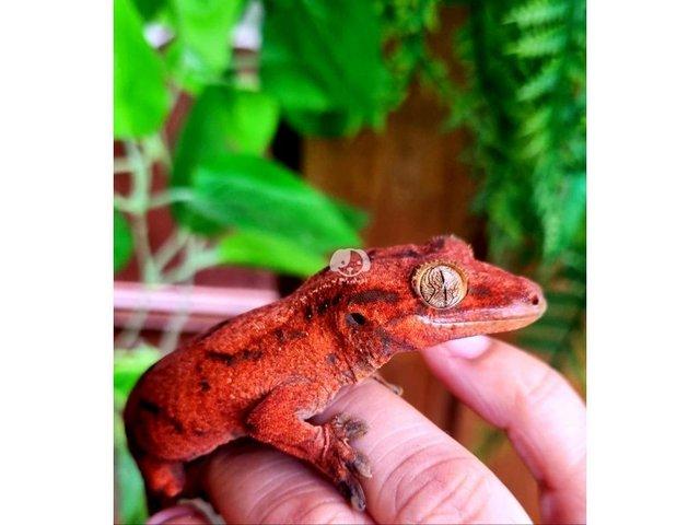 Preview of the first image of OMG RARE RED GECKO'S (1 Left).